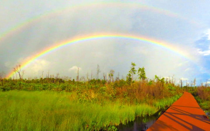 Double rainbow over Okefenokee National Wildlife Refuge with verdant green swamp land and a boardwalk below